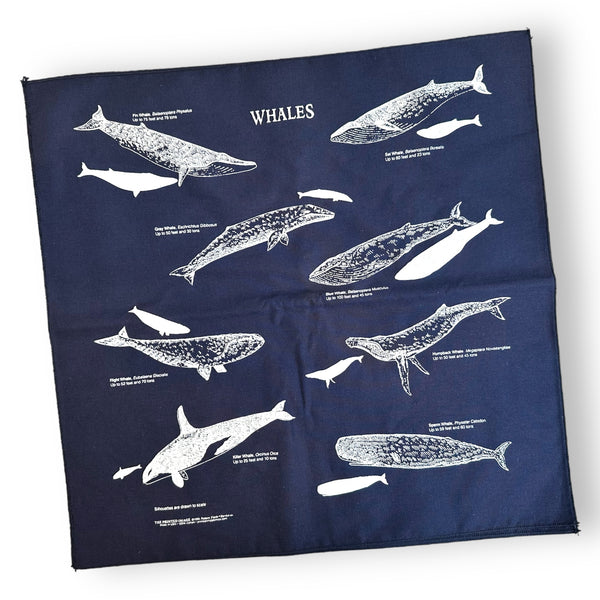 Whales Bandana